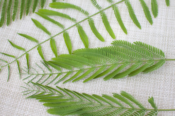 leaves of southern tree - Albizia julibrissin on a white straw background (the diagonal arrangement of the leaves)
