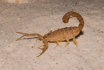 Brown Scorpion