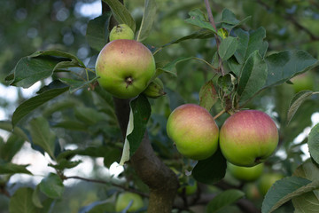 Fresh apples on tree
