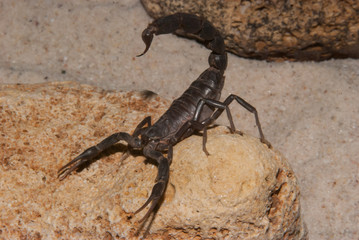 Black Scorpion Rock