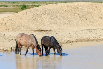 Wild Horses at a Desert Waterhole