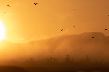 Fototapeta premium Sunset Birds