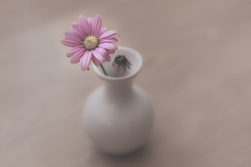 Moody photo of pink flower in white vase. One in full strength, the other one dry. Flora, object, inside.