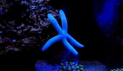 Blue starfish in reef aquarium tank