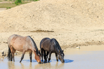 Wild horses at a Desert Waterhole in Utah