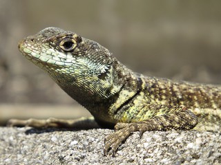Lizard
