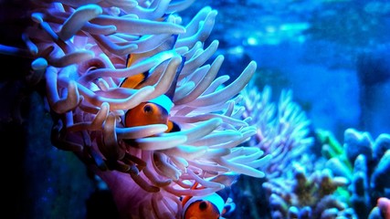 Clown anemone fish in magnifica anemone - obrazy, fototapety, plakaty