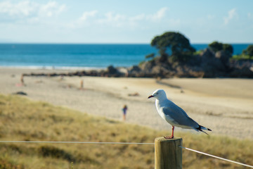 Seagull sitting on a pole on the beach. Very curious bird. Seaside is full of these birds.