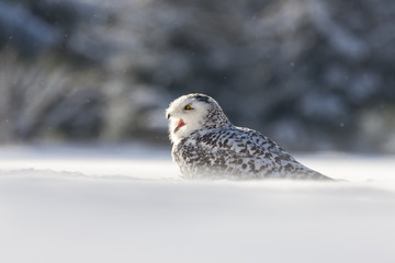 Amazing snow owl, winter sunny morning. Bird, endangered. 