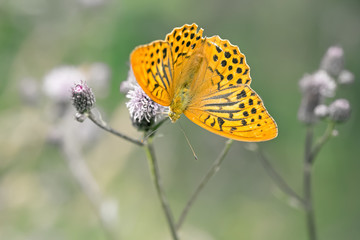 Orange and black spotted butterfly with open wings, Argynnis paphia, sitting upside down on violet thistle flower in a meadow, detail of eyes, daylight, cold contrast colors, blurry grey background
