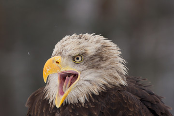 Close up photo of Eagle. Amazing bird. Bird of prey. Predator. Dangerous and endangered.