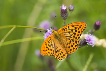 Bright orange and black spotted butterfly with open wings, Argynnis paphia, sitting upside down on violet thistle flower in a meadow, summer day, contrast colors, blurry green background