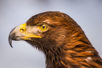 Close up photo of Eagle. Amazing bird. Bird of prey. Predator. Dangerous and endangered.