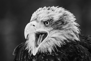 Close up photo of Eagle. Amazing bird. Bird of prey. Predator. Dangerous and endangered.