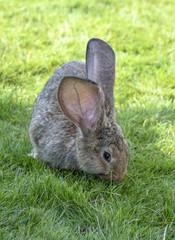 A sweet gray-brown bunny in the green grass.
