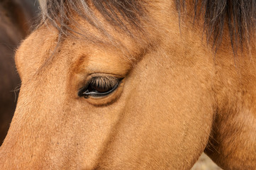 Pormenor da cabeça de um cavalo