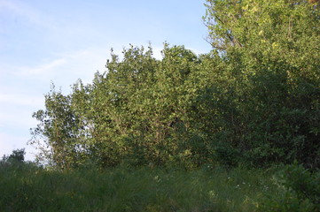 Fototapeta premium Nature