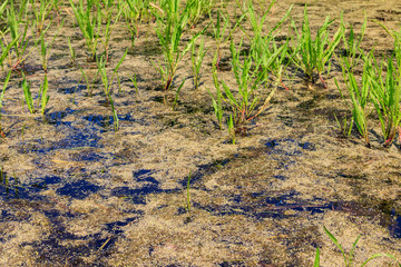 Surface of the pond overgrown with duckweed