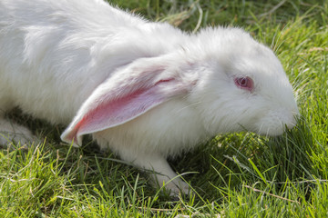 A close-up portrait of a white bunny with pink eyes and ears, grazing green grass. (New Zealand White rabbit),