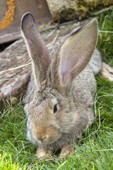 A close portrait of a gray-brown bunny lying in the green grass.