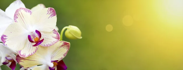 Foto op Canvas Witte orchideebloem - wenskaartidee © Reddogs