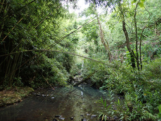 Stream surrounded by bamboo and boulder rocks runs through lush green forest