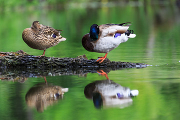Entenpaar in den Masuren, Polen