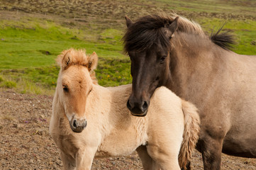 Fototapeta premium Cavalo e o seu pequeno potro
