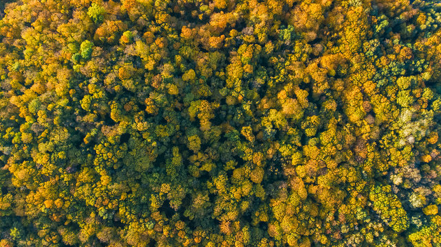 Golden Autumn Background, Aerial Top View Of Forest Landscape With Yellow Trees From Above
