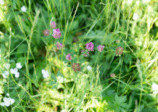 wundersch&ouml;nen Wiesenklee auf einer Weide f&uuml;r K&uuml;he und Pferde