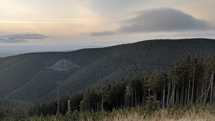 Obraz na płótnie Canvas Mountain forest