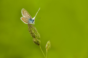 Macro photo of a butterfly on grass. Green meadow on a summer day. Beautiful insect. Fresh green.