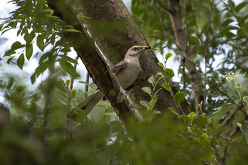mockingbird with insect