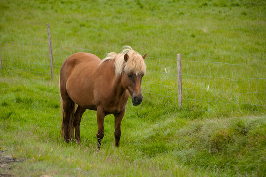 Cavalo na pastagem
