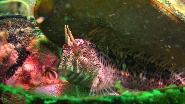 Tentacled blenny (Parablennius tentacularis): The male is on the bottom, medium shot. Black Sea.