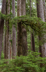 Old growth trees