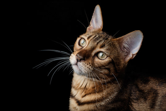 Bengal cat on a black background	