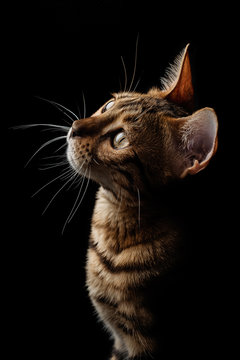 Bengal cat on a black background	