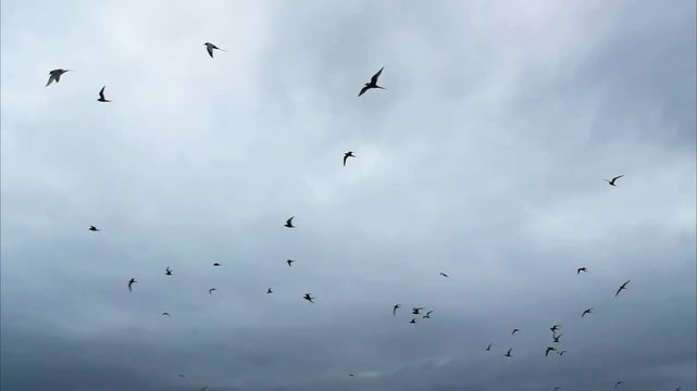 Andorinhas do mar no seu habitat natural