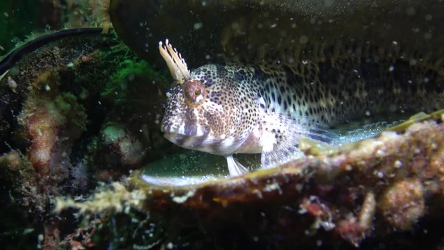 Tentacled blenny (Parablennius tentacularis): The male is on the bottom, medium shot. Black Sea.