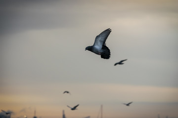 Pigeons in flight at sunrise