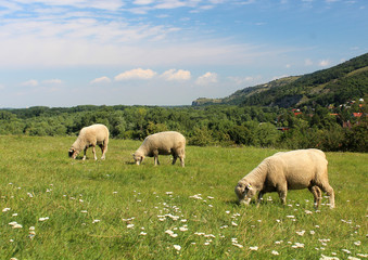 Three sheep grazing in a meadow