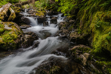 Fototapeta na wymiar Creek in Olympic National Forest