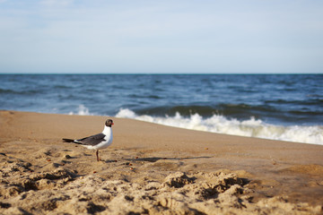 seagull on beach