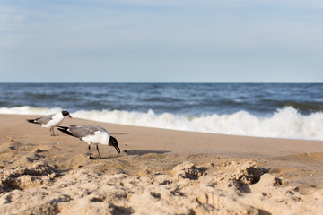 Fototapeta na wymiar seagulls eating on beach