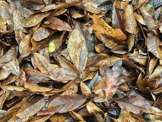 Close up view of damp fallen leaves on a rainy fall day