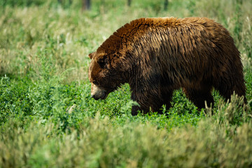 Wandering Lonely Bear