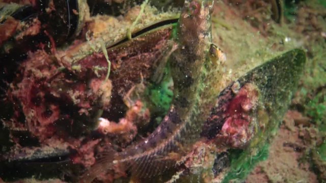 Tentacled blenny (Parablennius tentacularis): The male is on the bottom, medium shot. Black Sea.