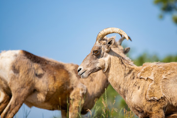 Two Mountain Goats