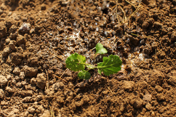 Watering young seedling, just planted into ground.